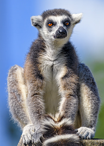 Animals, Fluffy, Sight, Opinion, Animal, Lemur HD phone wallpaper