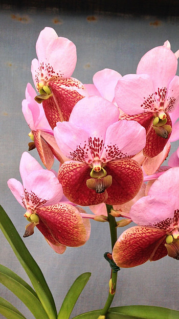 Vanda Orchid, Pink HD phone wallpaper