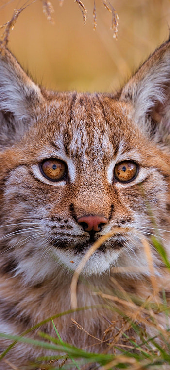 Lynx , XS , , Exquisite details HD phone wallpaper