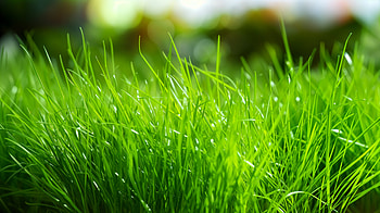 Frutiger Aero — Lush Green Grass, Nature HD wallpaper