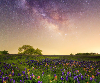 Meadow, star, sky, nature HD wallpaper