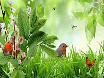Spring Bird, Green, Bird, Butterfly, Nature HD wallpaper