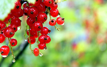 Currants, Red berries, Fresh fruit, Nutritious snack HD wallpaper