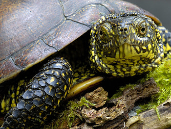 Animals, Head, Carapace, Shell, Turtle HD wallpaper