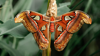 Moth in , Captivating details, Ultra quality, Perfect for screens HD wallpaper