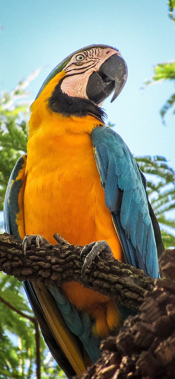 Blue and yellow macaw, XS Max HD phone wallpaper