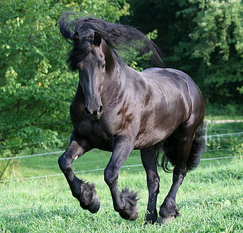 Fly Away, horses, friesian, keegan, larissa allen HD wallpaper