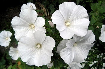 Flowers, Close-Up, Greens, Snow White, Lavatera HD wallpaper
