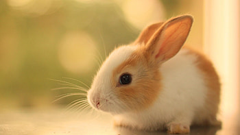 Cute baby bunny, Rabbit, Fluffy, Fur, Cute HD wallpaper