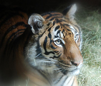 MR. TIGER PLEASE, stripes, cat, large, tiger HD wallpaper