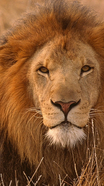 Lion , Lion Face, Danger Look HD phone wallpaper