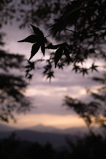 Blur Background : Background, Dslr HD phone wallpaper