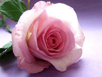 delecate pink, plants, soft, delecte, nice, rose, pink, blossoms, bud, nature, flowers, blooms, lovely HD wallpaper