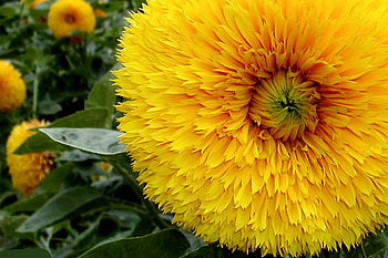 Yellow and Green, yellow flower, yellow, flower, green, nature HD wallpaper