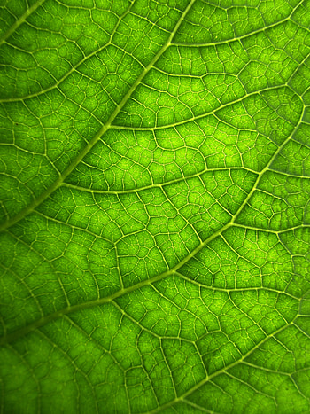 Plant, Macro, Sheet, Leaf, Veins HD phone wallpaper