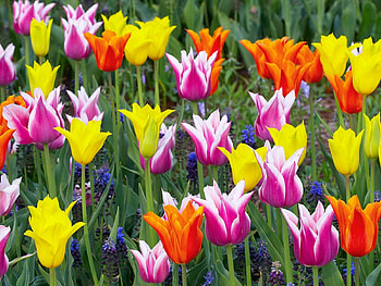 color tulips, flowers, tulips, color HD wallpaper