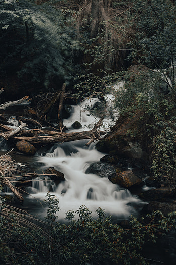 Nature, Rivers, Stones, Bush, Wildlife, Creek, Brook, Logs HD phone wallpaper