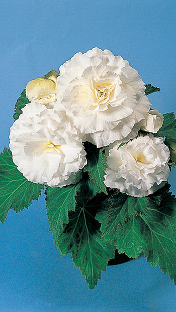 Begonia, White HD phone wallpaper