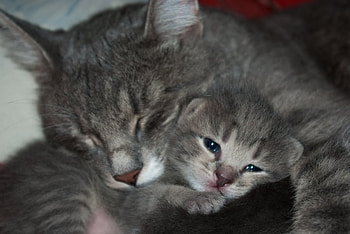 LOVE, art , kitty, animals, cat, nice HD wallpaper