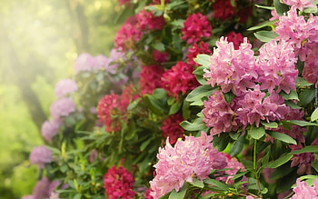 Rhododendrons, nature, pink, flowers HD wallpaper