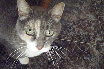 Grey, cats, cute, animals HD wallpaper