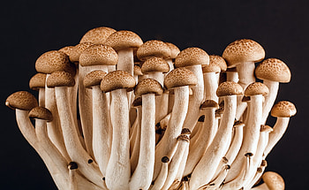 Nutrition source, Harvard School of Public Health, Health benefits, Mushroom guide HD wallpaper
