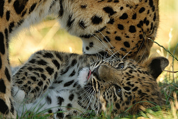 *** Leopards ***, zwierzeta, dzikie, koty, leopardy HD wallpaper