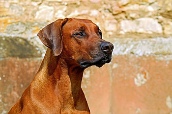 Waiting For His Masters Return, dog, animal, canine, wall HD wallpaper