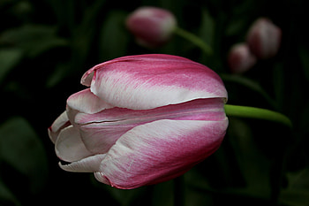 Flowers, Petals, Bud, Stains, Spots, Tulip HD wallpaper