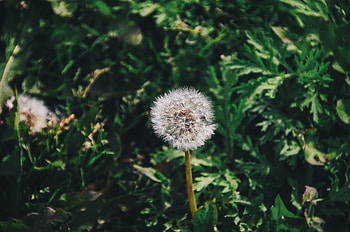 Flowers, Grass, Flower, Dandelion, Fluff, Fuzz HD wallpaper