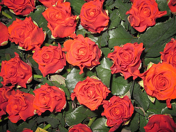 Plants, Flowers, Roses HD wallpaper