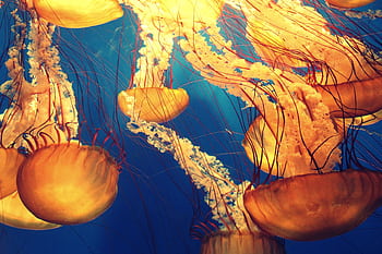 Brightly colored jellyfish swimming gracefully underwater in a vibrant ocean setting. HD wallpaper