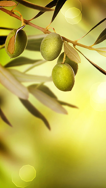 olive , Green goodness, Natural beauty, Botanical aesthetics HD phone wallpaper
