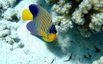 desjardinii sailfin tang fish, sailfin, fish, desjardinii, tang HD wallpaper