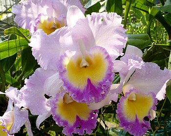Flowers, Drops, Close-Up, Flower Bed, Flowerbed, Freshness, Garden, Irises, Sunny HD wallpaper