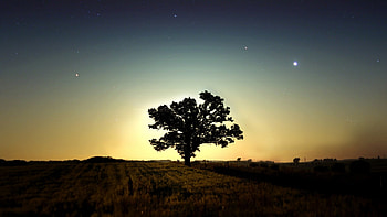 Sunset tree, sky, nature, tree, sunset HD wallpaper