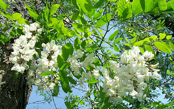 Blossom , Nature's spectacle, Fresh beginnings, Captivating scene HD wallpaper