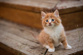 Cute Kitten, kitten, animals HD wallpaper