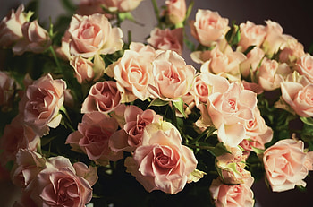 Flowers, Roses, Bouquet, Tenderness, Sharpness HD wallpaper
