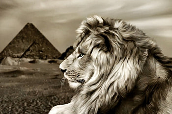 The majesty of the lion and the pyramids, animal, sand, lion, pyramid HD wallpaper