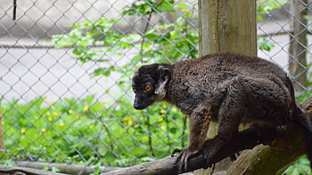 White collared lemur, Madagascar wildlife, Zoo habitat, Nature conservation HD wallpaper