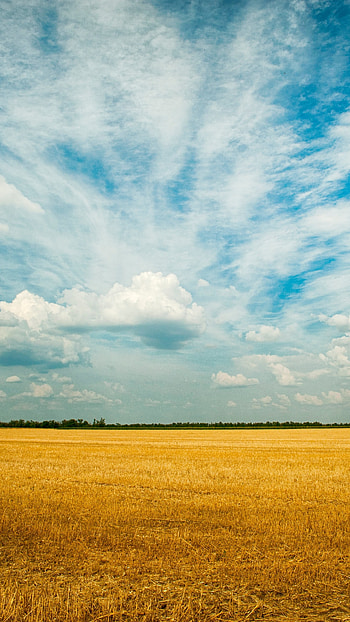 Yellow grass field, Sony Xperia X HD phone wallpaper