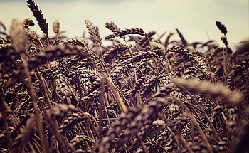 Nature, Field, Ears, Gloomy, Spikes, Rye HD wallpaper