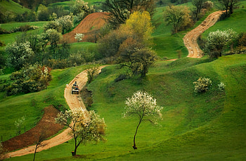 Country Road, country, field, green, tree HD wallpaper