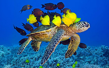 Animals, Turtles HD wallpaper