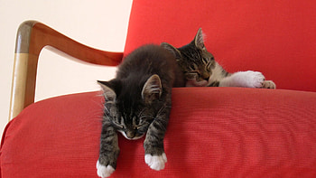 Animals, Cats HD wallpaper