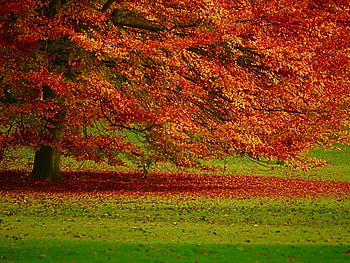 Red forest, autumn, nature, tree, fall HD wallpaper