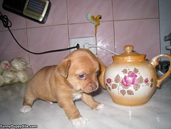 BREAKFAST BENCH PUPPY, sweet, bench, puppy, teapot HD wallpaper