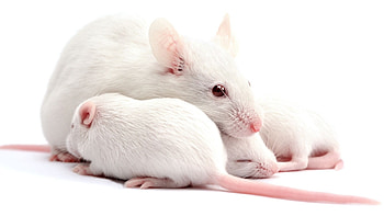 Metallic white rats, Unique rodents, Shiny fur, Exotic pets HD wallpaper