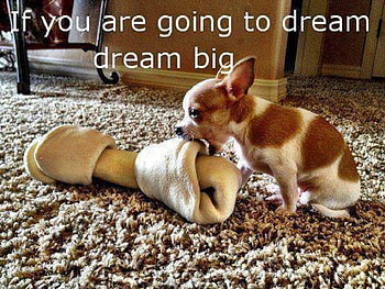 BIG DREAMS, LITTLE, CUTE, FUNNY, PUP HD wallpaper